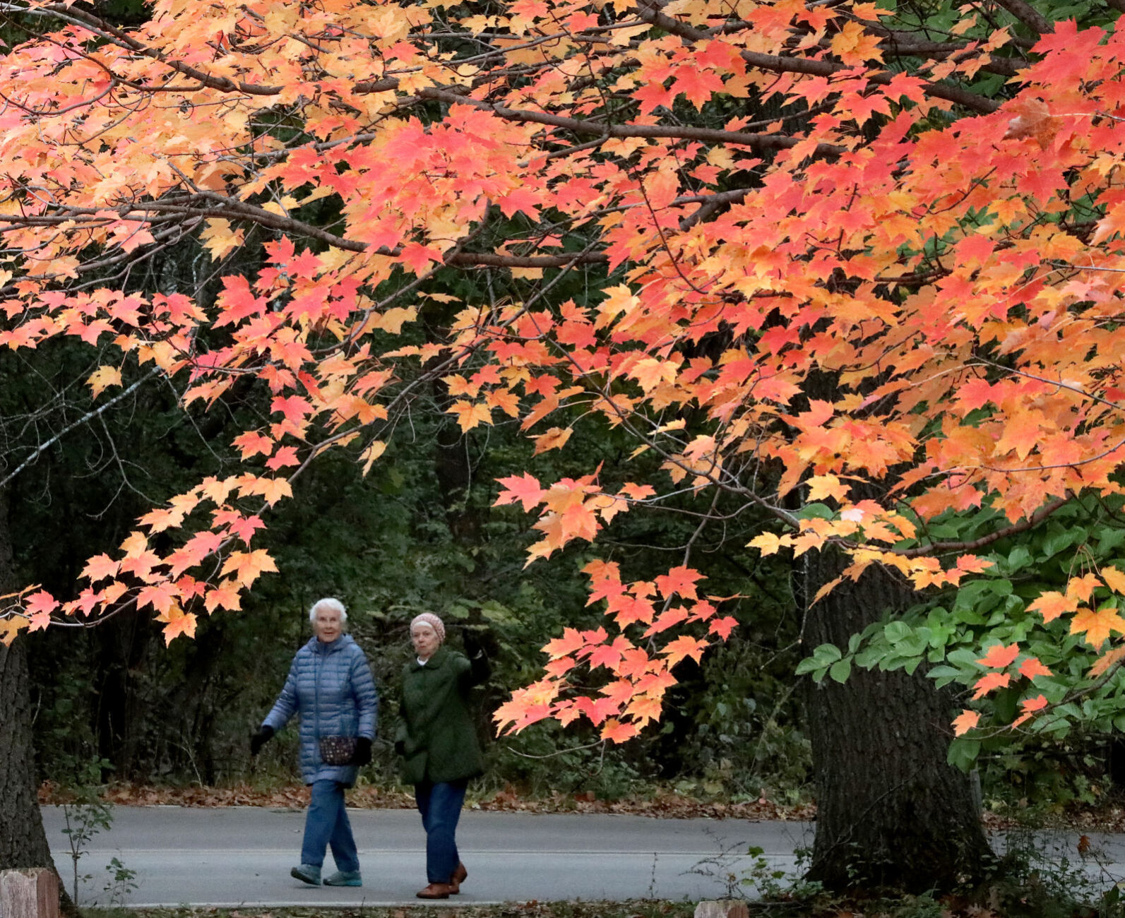 AUTUMN ARRAY